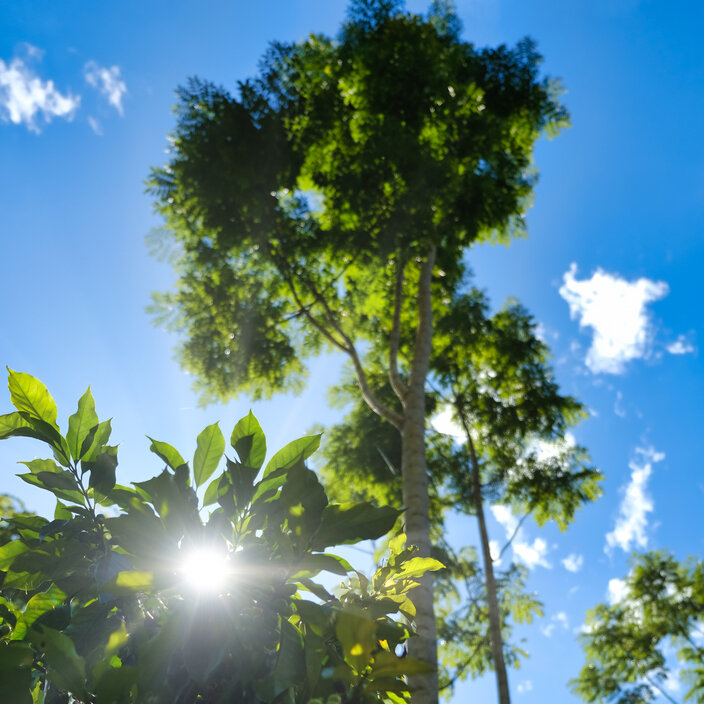 Sonnenlicht fällt durch üppig grüne Blätter und hohe Bäume vor einem strahlend blauen Himmel und lässt eine lebendige Naturkulisse erstrahlen.